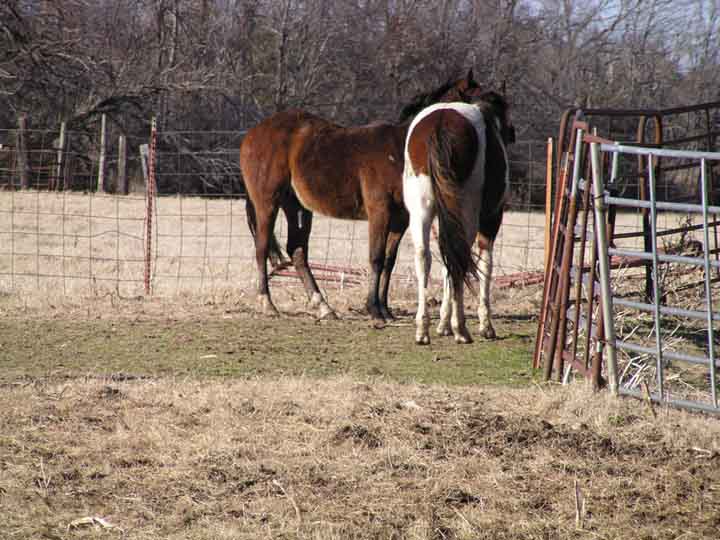 Horses For Sale